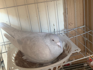 波拉5000 精品纯银 种鸽