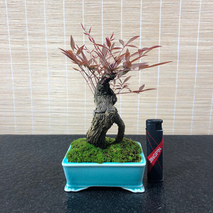 南天竹盆景一物一拍树桩天竺室内外庭院植物耐寒花卉冬季红叶包邮