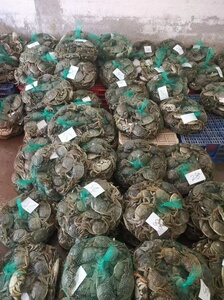 螃蟹哪里可以批发便宜