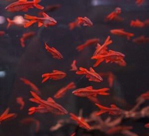 超红长尾樱桃灯鱼红玫瑰灯鱼短尾樱桃草缸热带观赏鱼