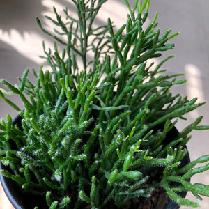 多肉植物猿恋苇