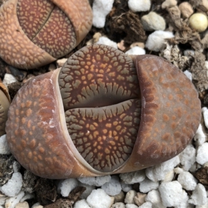 紫臼典玉,c230a编号紫窗绿体网纹大窗生石花.