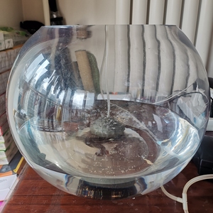 装30斤水的超白超透水晶玻璃球形鱼缸和4条1公3母纯种天空蓝