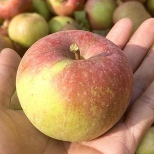 10斤东北老式小国光酸甜国光苹果老树国光苹果酸甜新鲜水果