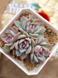 多肉植物加勒比海