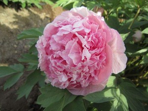 粉中冠牡丹皇冠型庭院栽植花蕾圆尖形；花粉色(38-D)；花径