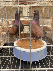 盘飞四川眉山高飞鸽铜麻高飞鸽子凤头血眼铜臂绿脖黑绿肚精品铜麻