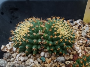 短豪刺琴丝丸仙人球双头实拍 输入欧系,包邮实价