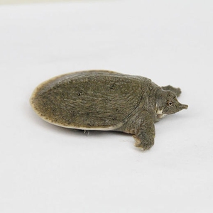 tb6150045_66淘宝6-8两甲鱼苗包邮中华鳖苗养殖专用淡水小甲鱼王八