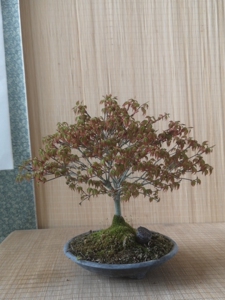 清姬青姬枫盆景