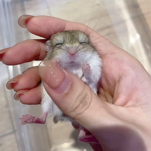 【纯家养北非肥尾沙鼠～通心粉鼠实拍】7715