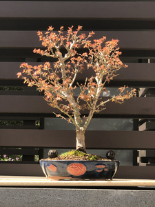 日本红枫琴姬,精品枫树盆景转让,大树型自然舒展,春秋季赏叶