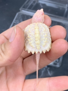 2号白化鳄龟苗,大红眼,稳定基因