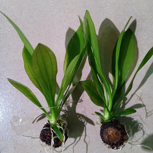 鱼缸水草青旦头水草红旦头鱼缸造景阴性水草淡水懒人造景水草可直