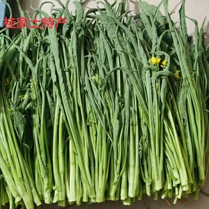 广西桂林农家柳叶菜心卷叶甜菜花5斤无农药新鲜菜苔应季蔬菜现摘