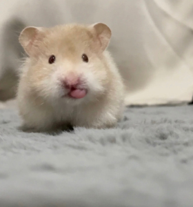 (40一只长毛熊包邮到家)仓鼠金丝熊家养小仓鼠仓鼠宠物繁殖进