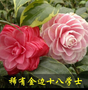 叶艺金边十八学士 原生苗