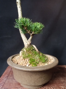 日本五针松名贵品种.多次