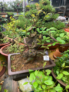 日本矮霸梅凝,也叫落霜红,小品盆景,中原在线进口盆栽,更多宝