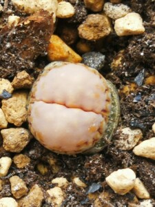 生石花pp c215饼干福来玉 2.5年