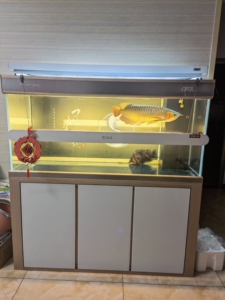 因搬家出售彩鲽鱼缸龙潭新兵鱼缸正品c款原价13000多,龙鱼