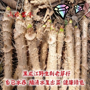 野生室内水培刺嫩芽鲜刺嫩芽菜杆刺儿包芽杆水生水培菜鲜刺老芽杆