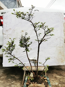 山格木,山甲木,岭南盆景优秀素材之一,生长缓慢,3厘米以上大