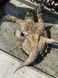 公大鳄 31厘米大鳄龟 公 变异大鳄 wg白金大鳄 家养大鳄