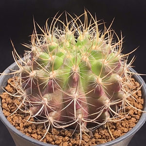 实生混乱玉仙人球 精选狂刺皮相漂亮一物一拍植物