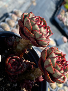 圆叶罗西玛多肉