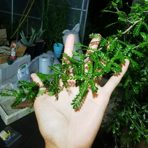 列加氏漆树,枝条现砍,块根,8-10cm,10元一根,5根包