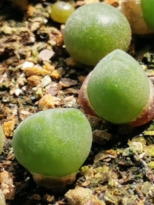 肉锥大眼睛空蝉,一蜕苗,40一颗,大熊种源.品相自观,不挑