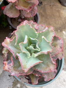 多肉植物包菜白色婚纱老桩单头,大小参照1加仑盆,夏季一直露养