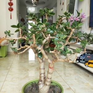 老桩造型玉树多年,长青树,又名燕子掌,八宝树,招财聚财现带盆