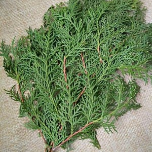 304人付款淘宝新鲜侧柏叶侧柏枝 柏叶柏树叶扁柏叶测