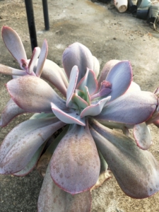 000人付款淘宝布鲁克林的蓝,24颗打包出,338包邮,多肉植物大型品种