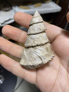 奇异巨螺蛳化石,早期的,口子不太好了其他没啥毛病.广西南宁