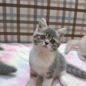 梦翳8淘宝公猫:英短蓝虎斑0人付款400.