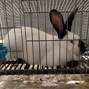 纯种伊拉兔种兔 伊拉八点黑兔子大型肉兔