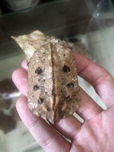 玛塔黑玛塔枯叶龟活体观赏龟宠物龟活体乌龟,甲长5-7cm