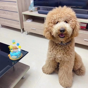 自家狗狗生的巨贵幼犬出售了!有喜欢巨贵宝宝的朋友可以联系我哦