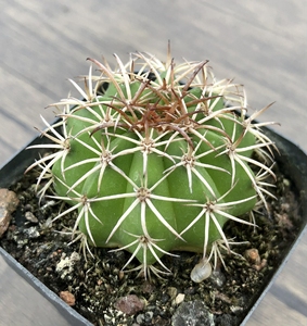 翠云 实生花座球属仙人球 3-5cm 裸根不带土