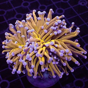 沙巴火柴头珊瑚