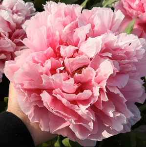 圣代牡丹  菏泽正宗观赏牡丹大苗重瓣大花室内外庭院四季盆栽绿