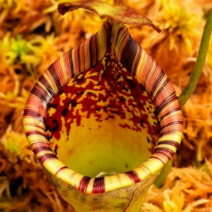 艾玛维奇豹斑交劳氏风铃猪笼草，本年度最喜欢的交种之一，前两图
