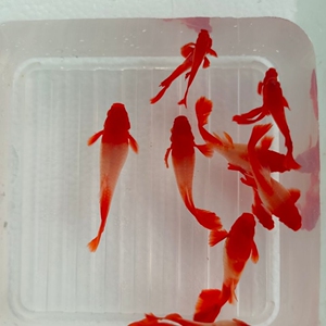 孔雀鱼鸿运当头