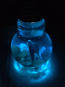滴胶海洋抹香鲸，灯泡实拍，自带震动小灯，碰一下亮，再碰灯就关