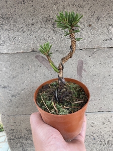 寸稍(日本八房黑松)