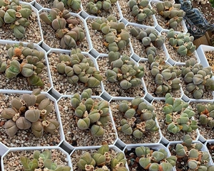 无比玉老桩大群多肉植物可批发,68一颗包邮不刀不墨迹,盆子1