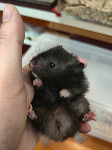 金丝熊长毛纯黑弟弟,快三个月.本市.